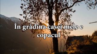 Aurelian Andreescu  Copacul lyricsversuri [upl. by Valdas]