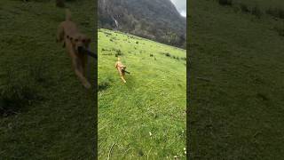 Fox Red Lab with a simple marked retrieve gundog training in the Lake District dogtraining gundog [upl. by Wivina]