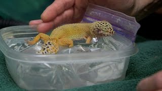 After Surgery This Tiny Gecko Nestles Up on a Tiny Waterbed [upl. by Olemrac343]