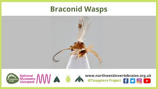 Braconid Wasps [upl. by Sedinoel]