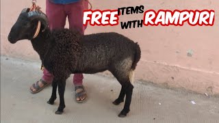 Rampuri Menda in Hyderabad Jhirra with Free Items Offer Hurry Up  Rampuri Sheep Available [upl. by Htezzil]