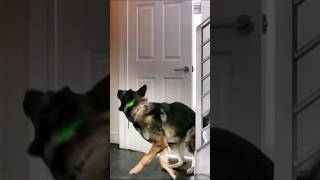 German Shepherd finds Intruder in the house Watch what he does protectiondog germanshepherd gsd [upl. by Ris]