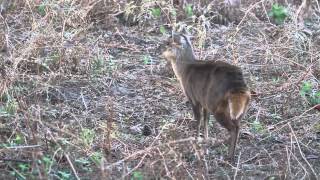 Muntjac Deer Barking [upl. by Kattie]