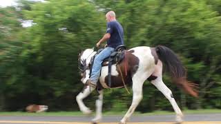 Haleys Comet Very sweet Trail mare for sale at McNatt Farms in Fayetteville TN [upl. by Qiratla]