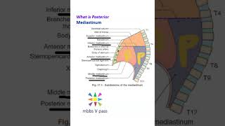 Anatomy Thorax 279 Posterior Mediastinum location what is define heart lung pericardium viva [upl. by Dara303]