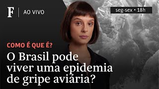 Como é que é  O Brasil pode viver uma epidemia de gripe aviária [upl. by Ikilisav852]