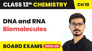 DNA and RNA  Biomolecules  Class 12 Chemistry Chapter 10  CBSE 202425 [upl. by Hamer]