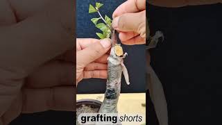 fruit tree grafting method l grafting shorts [upl. by Egiap]