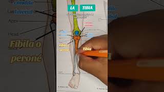 La Tibia anatomy estudiantedemedicina sabiasque anatomiahumana anatomiafacil hueso [upl. by Ailalue]