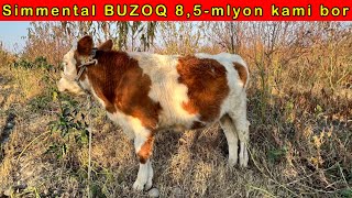 SIMMENTAL BUZOQ SOTILADI DEXQONDAN ☎️916512552 [upl. by Atiniuq]