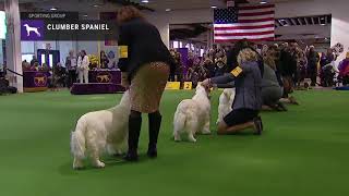 Spaniels Clumber  Breed Judging 2019 [upl. by Ibrad]