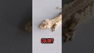 Did You Know Crested Geckos Can Change Color [upl. by Noynek]