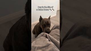 Day in the life of a Cane Corso shorts fyp [upl. by Erdah]