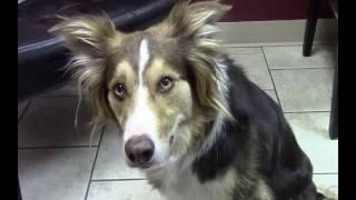 What is a canine reverse sneeze [upl. by Preiser]