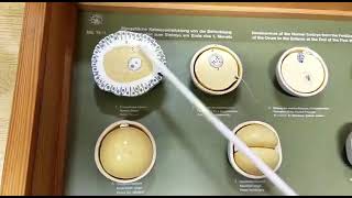 Complete Overview of Models of General Embryology  1st year Mbbs Viva Ospe [upl. by Haik]