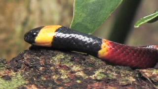 Floridas Venomous Snakes 0310  Coral Snakes [upl. by Alexi656]