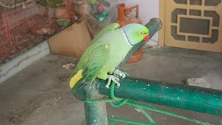 Ringneck Parrot Natural Sounds [upl. by Scherman]