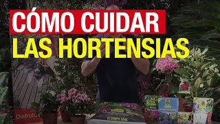 Cómo cuidar las hortensias  COMPO Jardinería [upl. by Enilaf]