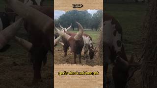 2 BANTENG TERKUAT di DUNIA shorts [upl. by Bowen]