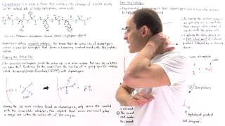 Chymotrypsin and Covalent Catalysis [upl. by Nairb]