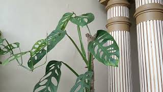 Giant Monstera Acuminata [upl. by Alphonse]