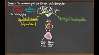 Die Stressreaktion  Ein Zusammenspiel von Hormon und Nervensystem [upl. by Aicertal]