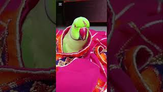 Mummy bs Parrot Talking Fight comedy shorts parrot mummy talkingparrot youtubeshorts ytshorts [upl. by Martainn]