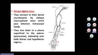 Veins and Lymphatics Of the Upper Limb [upl. by Icul480]