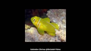 Gobiodon Citrinus Bin3aiah Fishes [upl. by Offen]