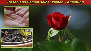 Rosen aus Samen selber ziehen amp züchten – Rosen Samen gewinnen säen amp einpflanzen – Rose vermehren [upl. by Rovelli570]