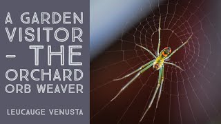 Orchard Orb Weaver [upl. by Nahtanoy490]