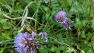 Red Clover  Trifolium pratense  herb in Hindi [upl. by Nulubez]