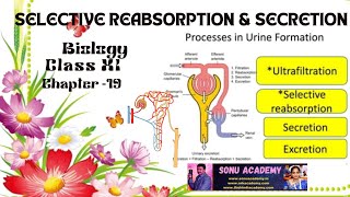 Selective Reabsorption amp Secretion  Chap  19  class11 biology neet education [upl. by Berl]