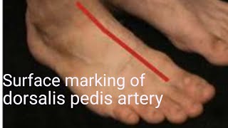 Surface marking of dorsalis pedis artery  Anatomy of dorsalis pedis artery [upl. by Kcirdahs869]