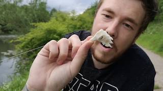 How to catch a carp in 2 minutes free lining bread  Tackaroo Fishery Hednesford  with Joseph Grigg [upl. by Cirri]