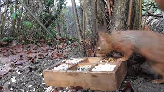 Eichhörnchen im Garten am frühstücken [upl. by Kandy]