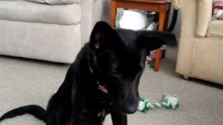 Border Collie Black Lab mix doing her tricks [upl. by Leaffar126]