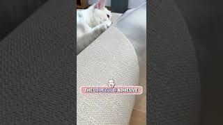 Cats scratchresistant furniture protection tape [upl. by Akirdnwahs]