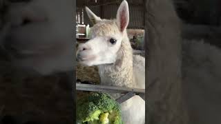 Al the alpaca tells all about broccoli [upl. by Innattirb]