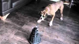 Boxer vs Dalek [upl. by Sly]