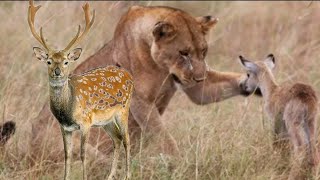 जंगली हिरण पर अटैक। Attack on wild deer। hiran। animals। hiran ka video। Bharat Ak Story [upl. by Annalise]