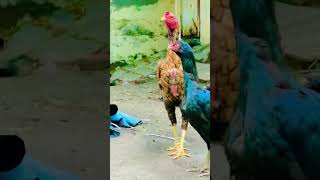 vairalversatilemosi aseelmurga importedrooster imrankhanpti mosi murga rooster chicken [upl. by Whitehurst]