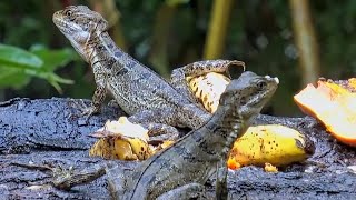 Two Basilisks Take Center Stage at the Panama Feeders [upl. by Anetta]