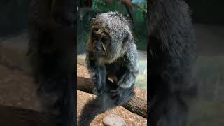 cute little pygmy marmoset  Cebuella pygmaea  in the Houston Zoo Texas USA animal monkey cute [upl. by Leamiba649]