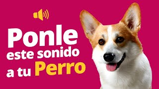 Ruidos Para Perros  Ponle Este Sonido A Tu Perro [upl. by Arnaud]