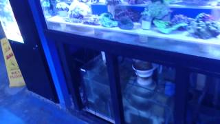 Algae in a refugium will die off if your nitrate and phosphate level it too low [upl. by Erlin]