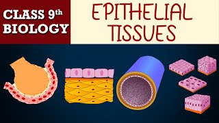 Tissues part5 Animated  EPITHELIAL TISSUES  CBSE CLASS 9  Biology Chapter6  NCERT Science [upl. by Guerra]