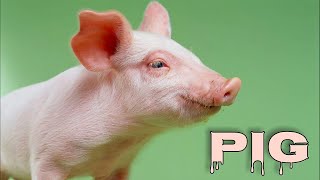 Pig sounds pig oinking pig grunting [upl. by Blanc278]