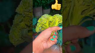 Broccoli 🥦 youtube shorts ashortaday minivlog food foryou like garden en [upl. by Ayikahs]