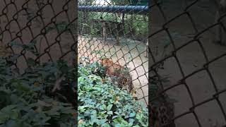 Tiger 🐅 King 👑  Tiger Growling Sound  Tiger Roar Sound  Must Watch  Animal Lover [upl. by Asilem]